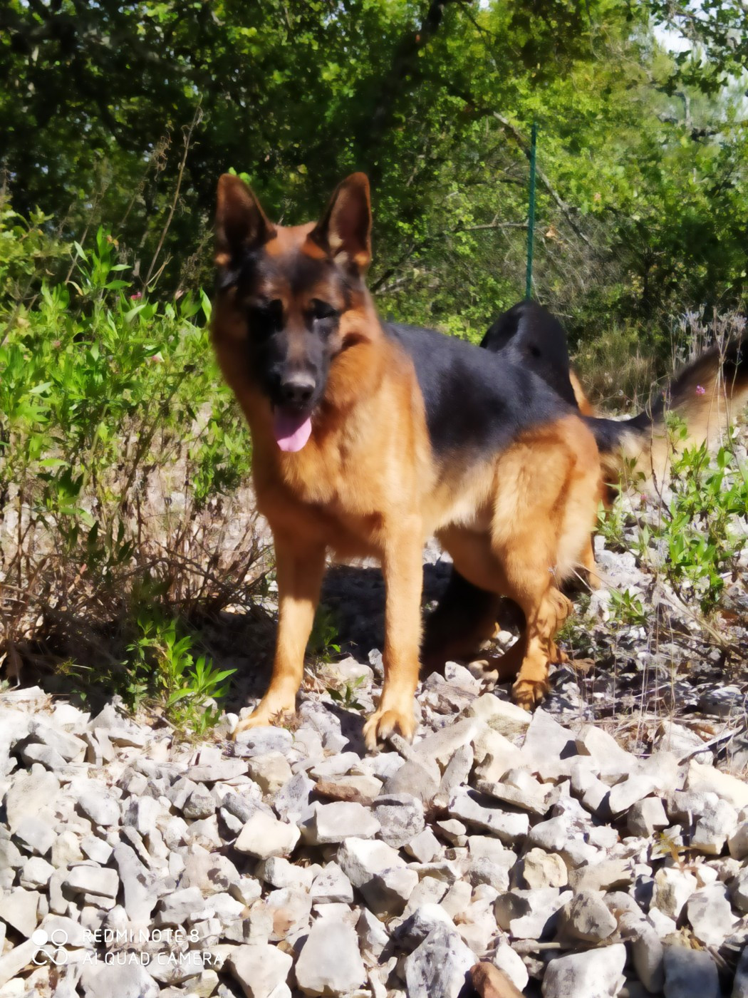 ULKAN berger de la baumasse