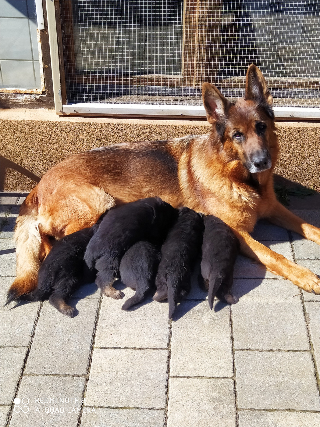 Chiot Berger Allemand de La citée des Orchidées