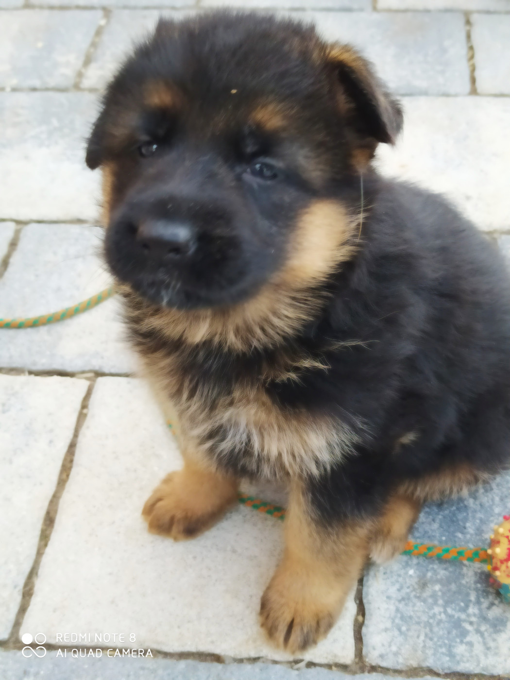 de La citée des Orchidées - Chiots disponibles - Berger Allemand