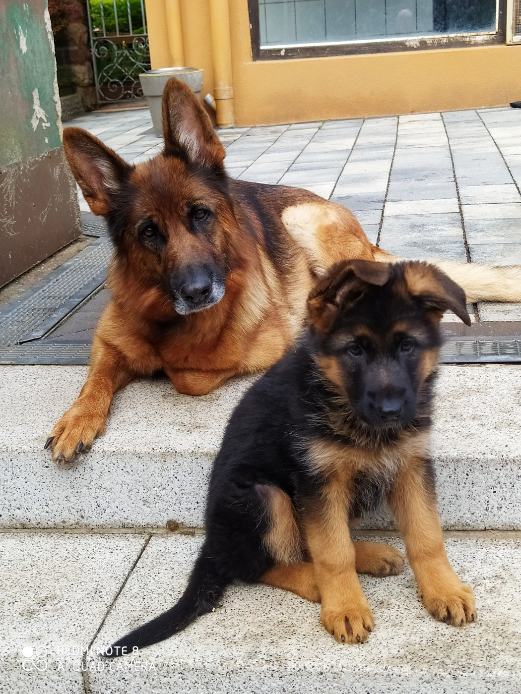 de La citée des Orchidées - Chiots disponibles - Berger Allemand