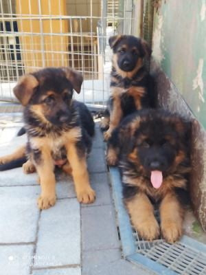 Chiot N°2