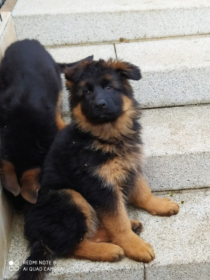 Chiot N°1