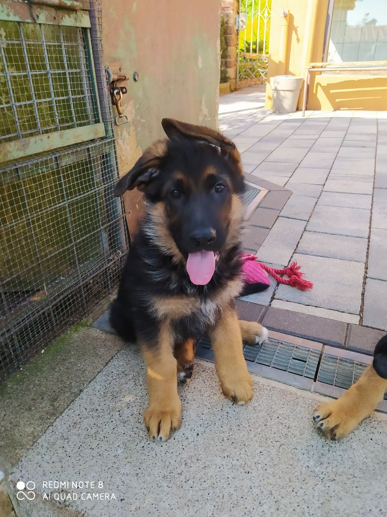 de La citée des Orchidées - Chiots disponibles - Berger Allemand